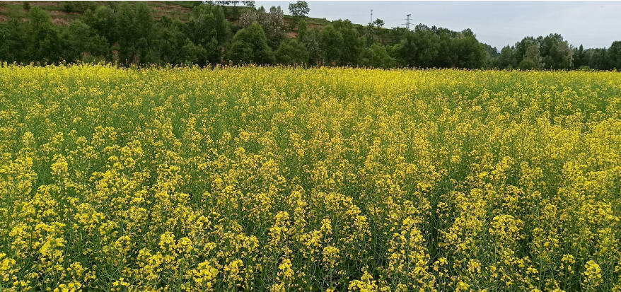 隴油11號